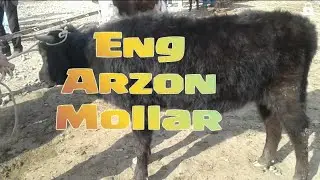 Eng arzon mol bozor narxlari. Моллар нархлари  риштон бозори