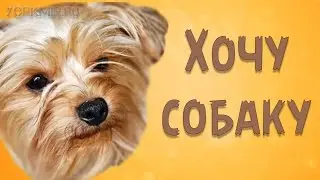 Как уговорить родителей купить собаку | Советы.