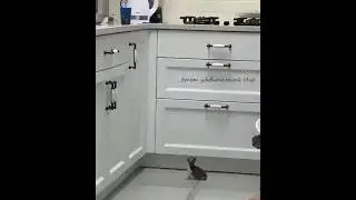 Да вы что хотите чтобы я ГОЛОДНЫМ остался? 😱 