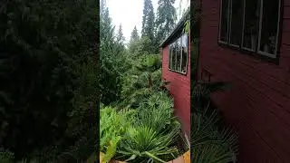 Summer rain makes for a Happy Exotic garden  #palmtrees #garden