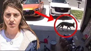 We Found a Coyote in our House! *security footage*