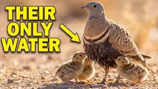This bird carries water 30 km for its chicks | Full life cycle Bird chicks in hottest places
