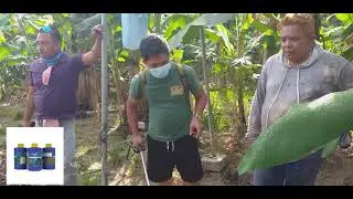 Panama iradication