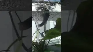 НЕРЕСТ ТАРАКАТУМОВ 