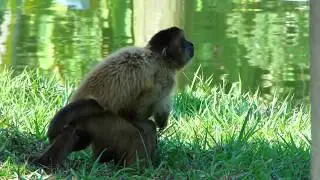 CAPSULES AT THE CIGS ZOO - MANAUS - AMAZON