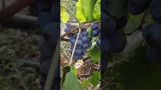 5 сентября 2024 г.