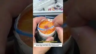 Save a duck egg  