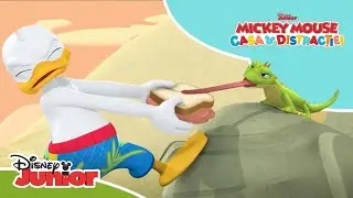 🤧 Ceva se petrece cu Chicot | Mickey Mouse: Casa Distracției | Disney Junior România