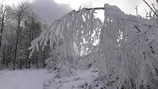 Las malowany śniegiem