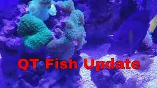 125 gallon reef tank update - 2 3 19