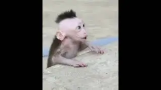 Ugly baby monkey mohawk plays outside! 
