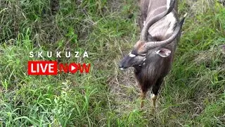 Kruger Shalati – Skukuza