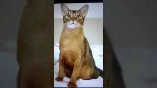 посвящено каналу ляпота тв