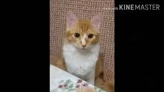 КЛИП ТИГР КОТИК!!!