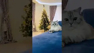 Как спасти елку от кота.