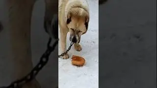 МЕДВЕДЬ ИЛИ АЛАБАЙ