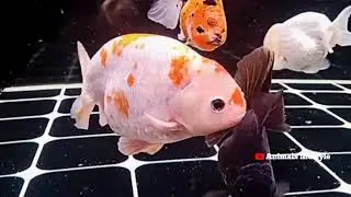 Ranchu Goldfish 🐠🐟goldfish🙂Beautiful Ranchu 😳😳#Goldfish 🐠🐠