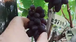 Блек баллади -японское чудо с шикарным вкусом