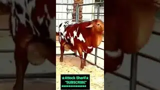 Big Qurbani Bakra