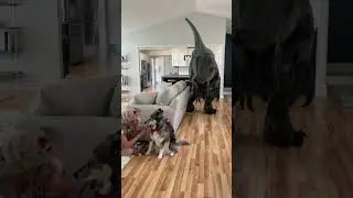 Dinosaur Escaped In The House!! 