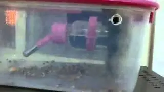 小老鼠跌倒