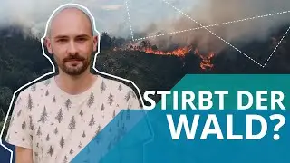 What does the Future Forest look like?🌲|Good Question on bark beetles, drought stress & forest fires