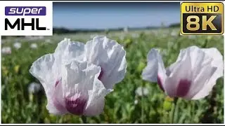 [FUHD] 8K60FPS - 4606P Flowers in the field [SuperMHL]