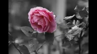 Ole - Lille rose ( Letzte Rose in unser'm Garten ) ( 1970 )