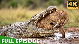 Ultimate Predators (Full Episode) | World's Deadliest | Nature Animal Documentary