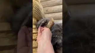 Лапка енота как рука человека 😳