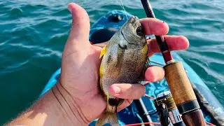 Sea bream on spinning from SUP board in Gelendzhik