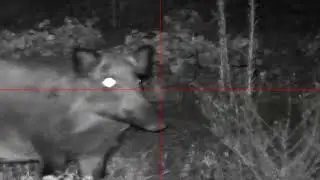 PARD NIGHT STALKER 4K