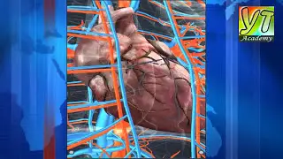 HUMAN PHYSIOLOGY |HUMAN BODY FACTS |ANIMATION | YT Academy
