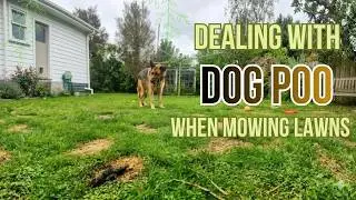 What to do about dog poo when you are mowing a lawn?