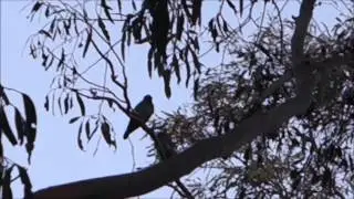 Crank Birds