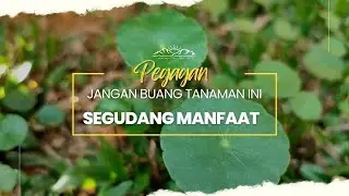 The Secret Benefits of Gotu Kola: Incredible Benefits for Health and Beauty