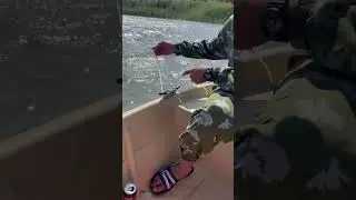 Большой судак 