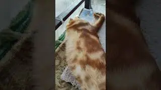 кот АЛЕКС ❤❤
