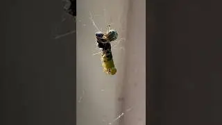 Spider Feasting on a Delicious Treat! #nature #wildlife #spider