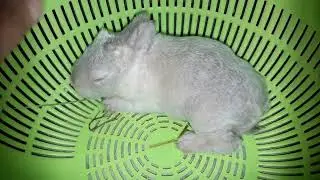 Нестандартный Кролик 🐰 от Мамы Калифорнии Rabbits California