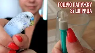 Як годувати папужку зі шприца? Як розводити смекту для папужки від діареї? Папужка не їсть і какає!