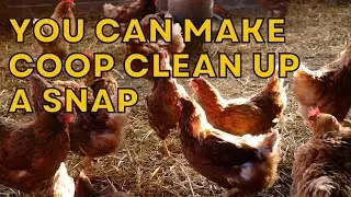MAKE COOP CLEAN UP A SNAP