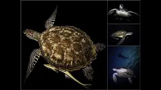 Черепаха ночью.Turtle at night.Хургада.Red Sea.