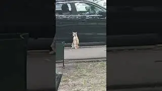 Кот подогнал тачку и ждет
