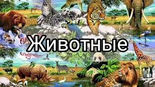 Животные детям.Животные тундры,тайги,степи,Африки, Арктики и др.Развивающее видео для детей#животные