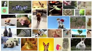 GIPHY Animals Pets Compilation for fun to watch Panda, cat, dogs angry bird, penguins, funny bunny
