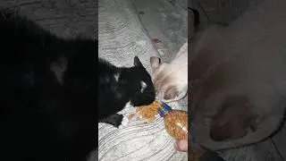 kucing lapar rebutan makan #cat #shortvideo #shorts
