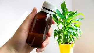 Ammonia for Houseplants! The Pros and Cons of Using Ammonia!