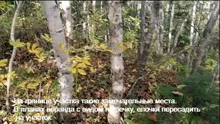 Речка, Елки на участке. Красивые места ДВ Гектара