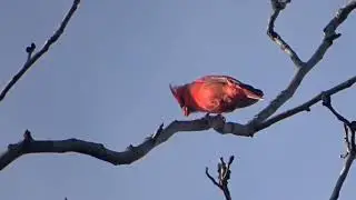 Peanut the Cardinal Mating Ritual